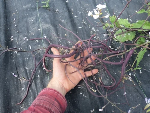 'Rat's Tail' radish