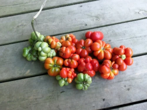 'Reisetomate' tomato