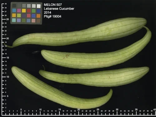 'Lebanese Cucumber' melon