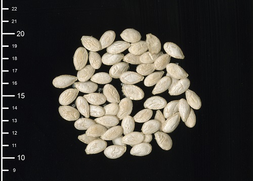 'Apache Giant' squash seeds