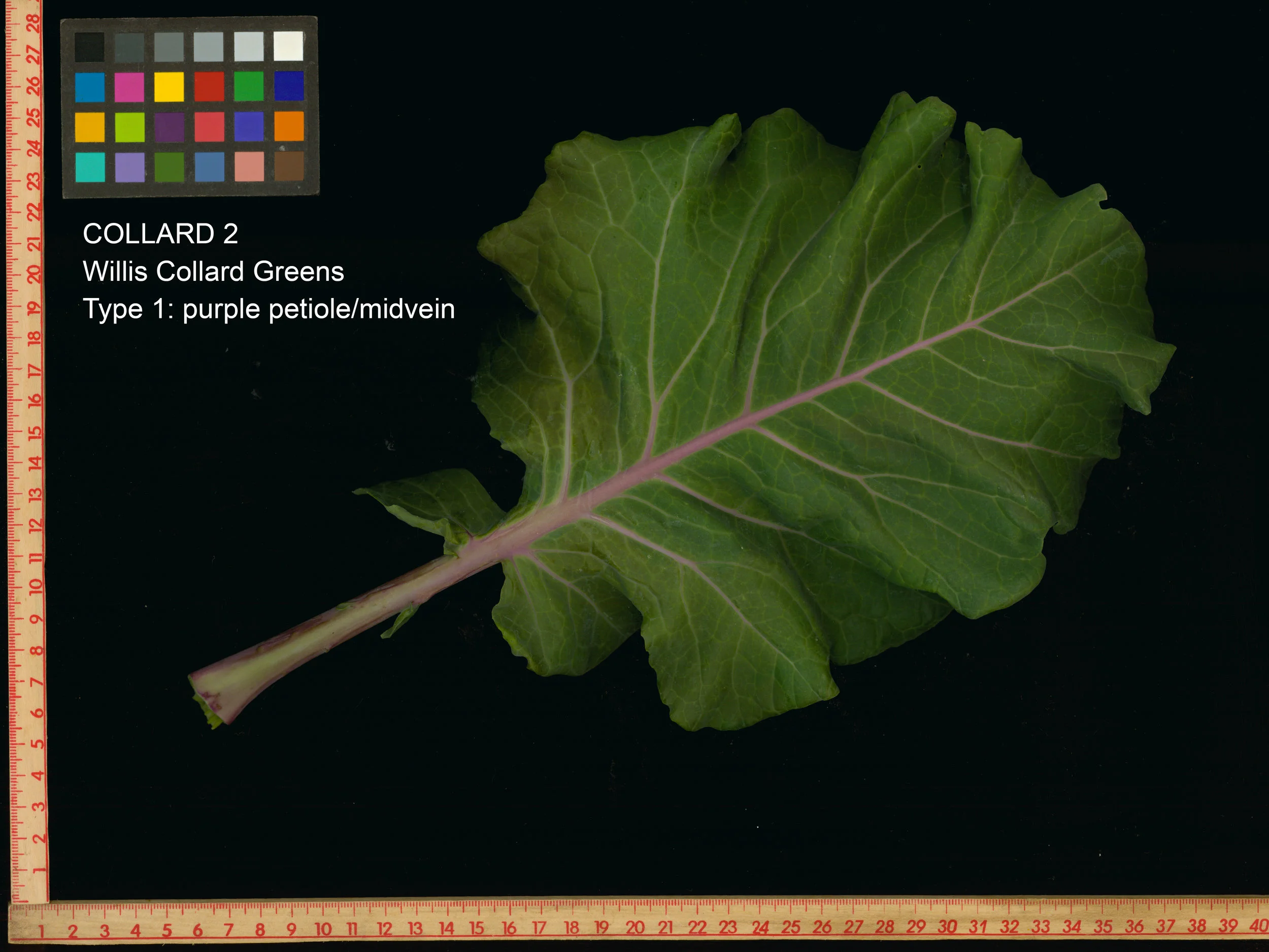 Willis Collard Greens