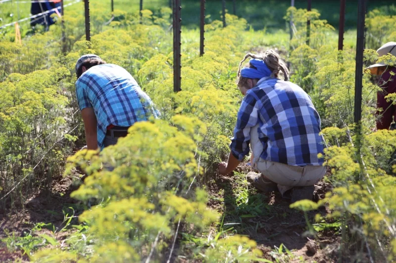 Staff weeds dill late in the growing season at Seed Savers Exchange.