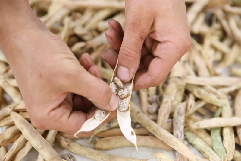 Visit our learn section for more tips and resources on gardening and seed saving.