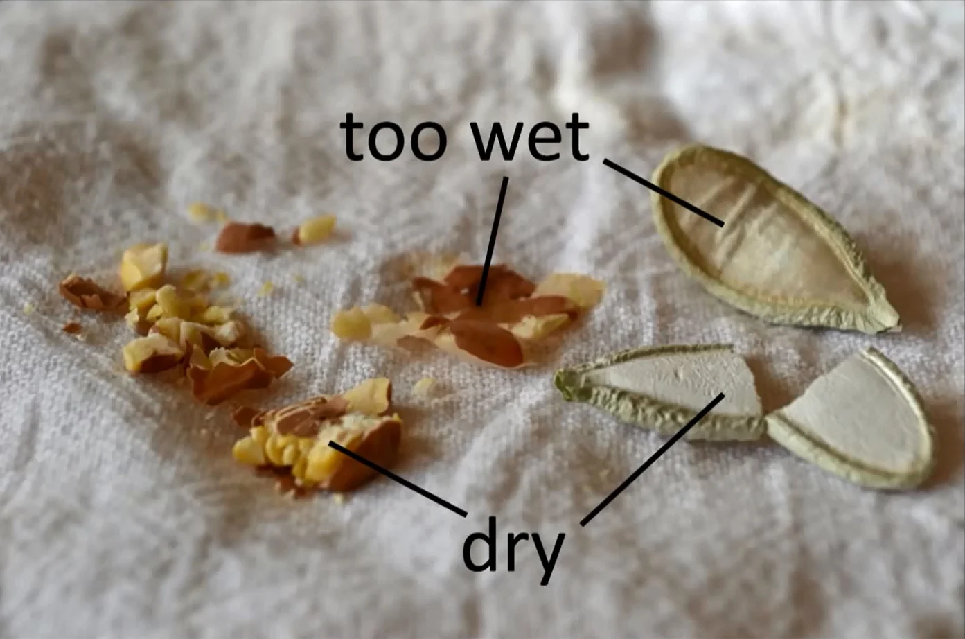 Before you place your seeds in storage, it’s important that they are dry. Not sure? A simple bend v. snap test is a good starting point. If the seed can be cleanly snapped in half or shatters under stress, it is likely dry enough for storage, even in a freezer. But if it bends or smashes, the seeds should be be dried further before being stored.