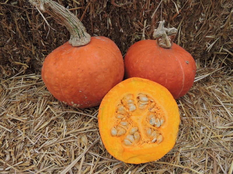 Banquet produces flattened fruit measuring 6-8" long and 6-8" wide, weighing 3.5 to 6.5 pounds. It was the winner of our 2015 squash taste trials.