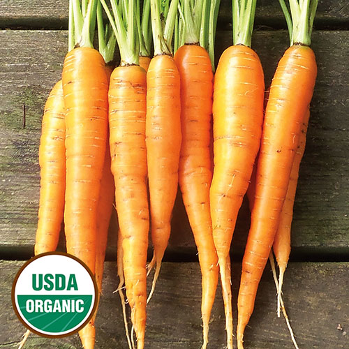 Red Surrey Carrot