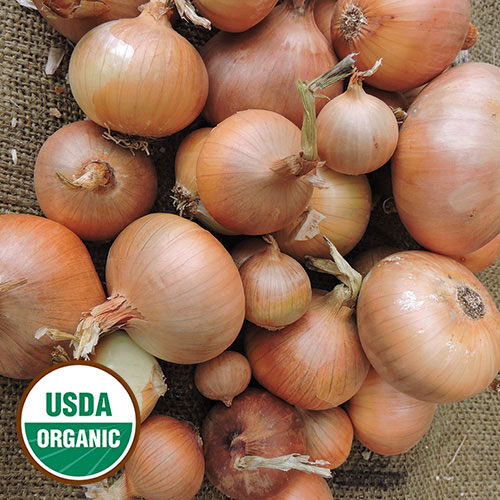 Newburg Onion