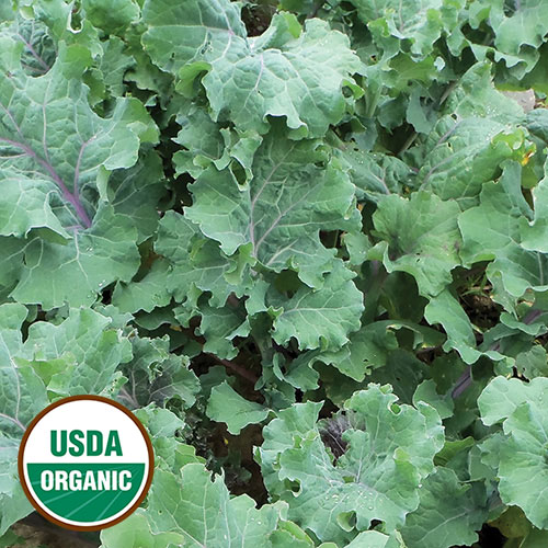 Delaway Kale