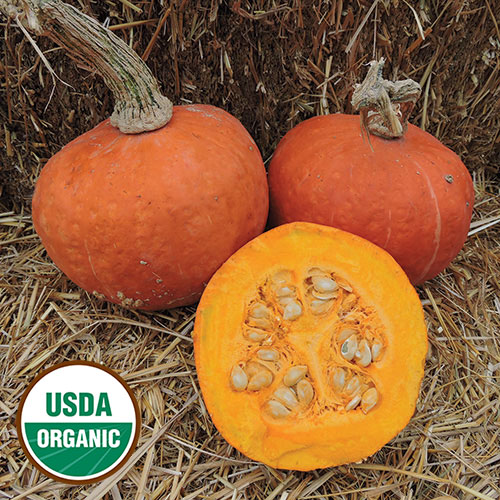 Banquet Squash