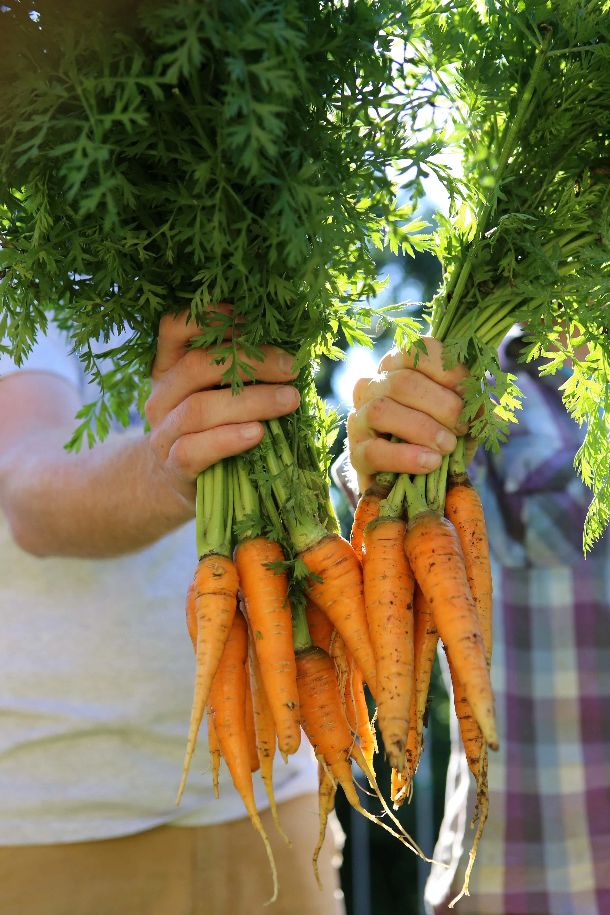 Carrots are hardy enough to withstand cooler temperatures, making them ideal to direct sow into your garden in early spring.