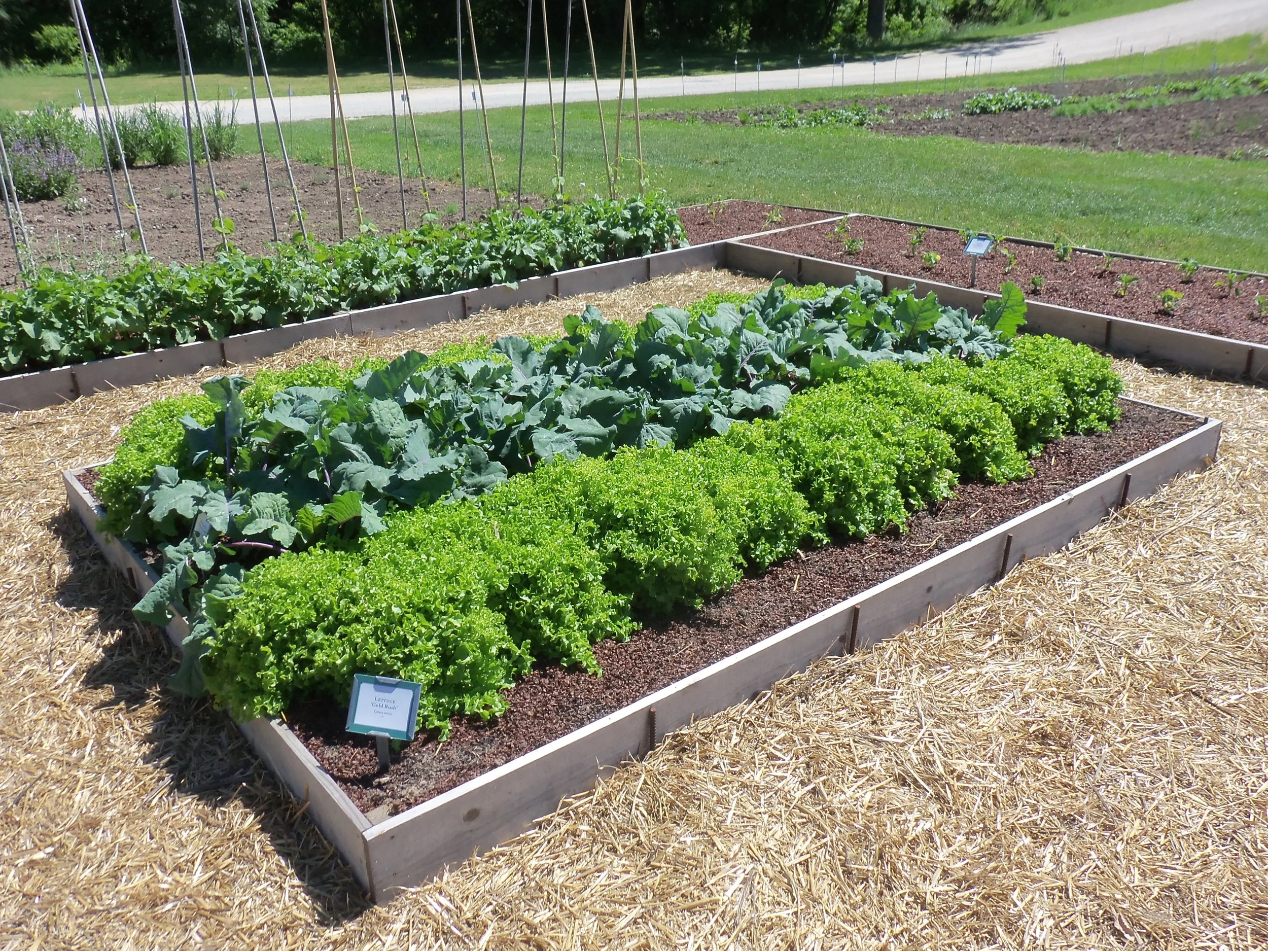 Like Carrots, Lettuce thrives in the cool temperatures of spring. direct sow Lettuce seeds as soon as you are able to work your garden soil. 