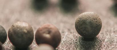 Brassica napus seeds are generally more round, darker in color, and have less pronounced ridges. Photograph by Tim Johnson