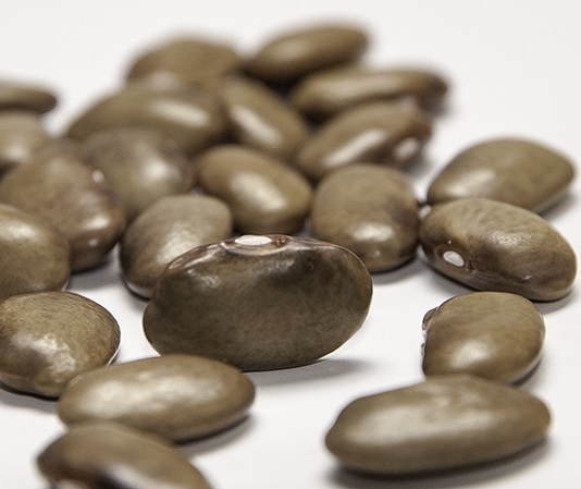 Visit Seed Savers Exchange's online exhibit on John Withee (the "BEAN MAN") to LEarn More ABOUT Phil Appleby's ' Big Brown' bean .