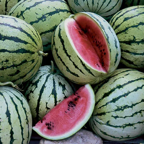The moderately sweet Chris Cross Watermelon was Iowa-born. 