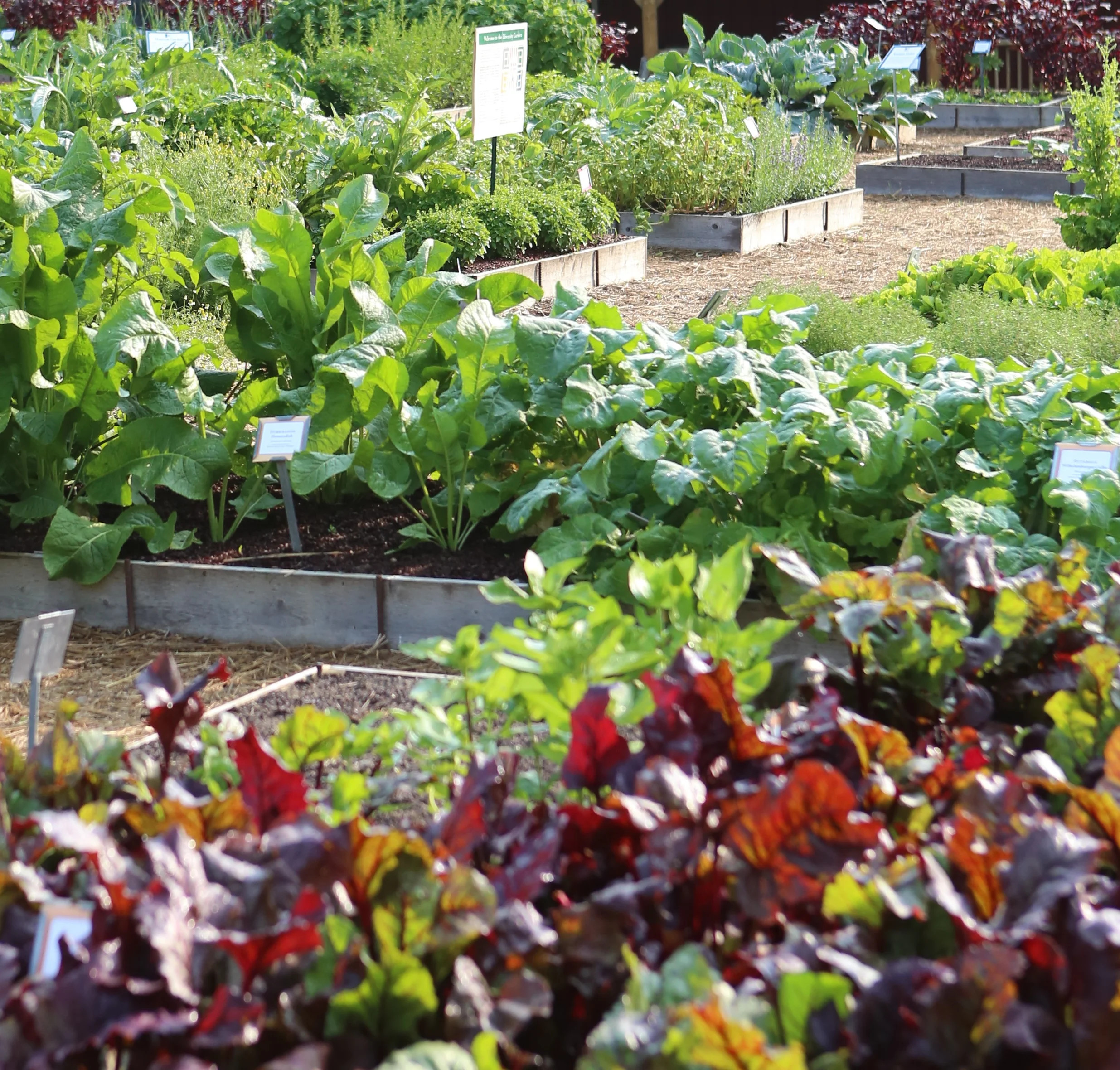 Some plants are ready to harvest, but there's still much you can plant in your garden in many regions of the United States.