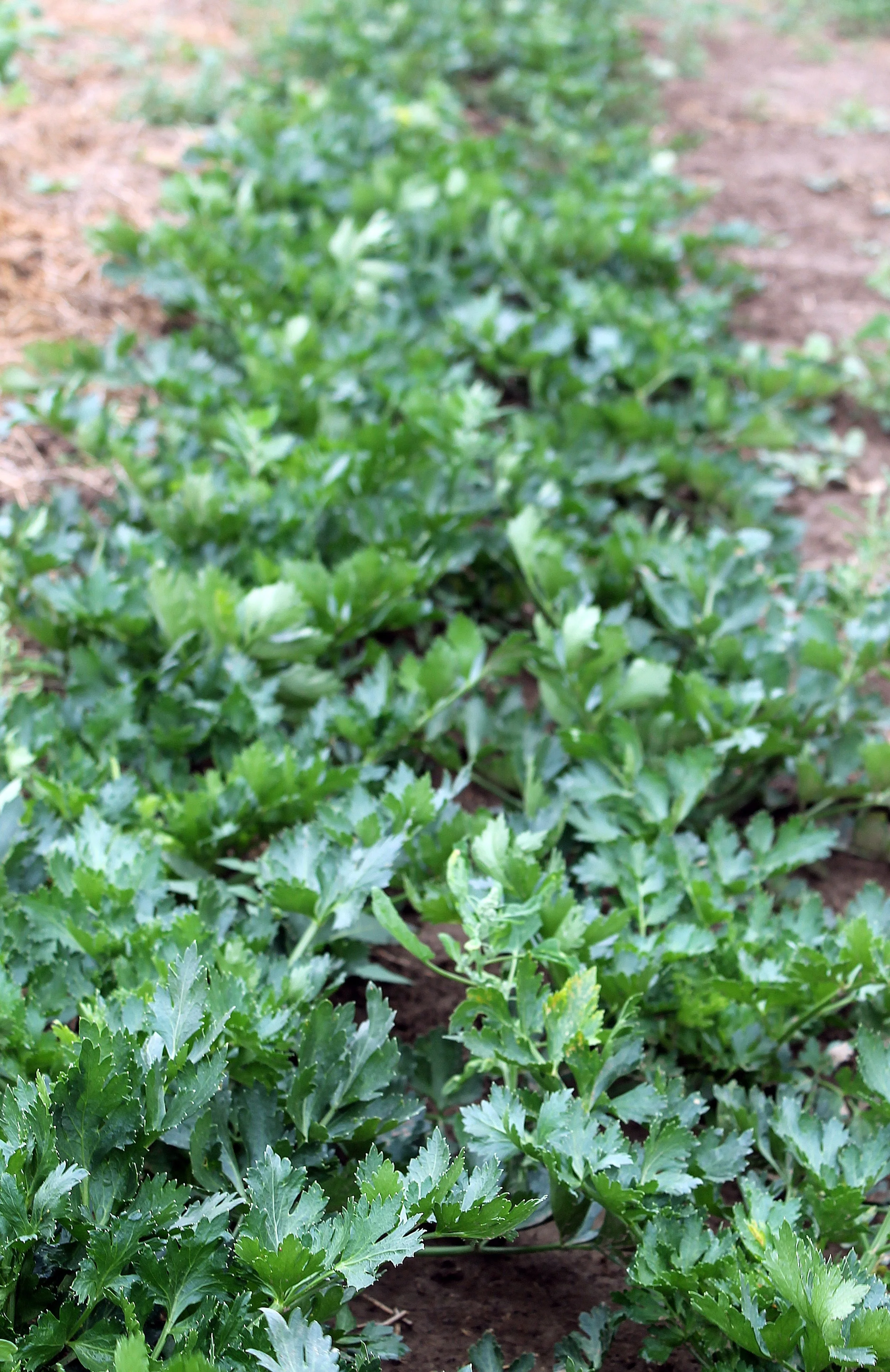 ‘Utah No. 15’ celery grows in one of the evaluation gardens at Seed Savers Exchange in Decorah, Iowa.