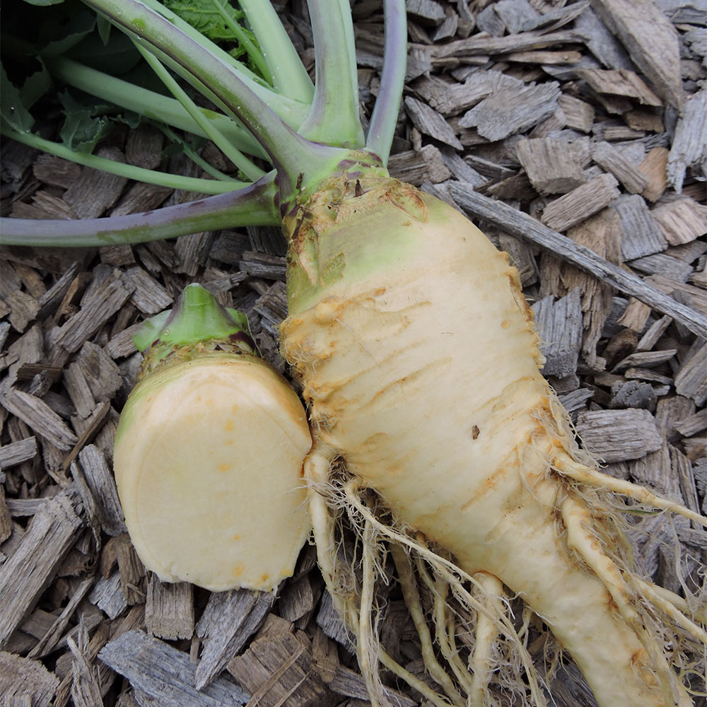 Cairns Family Hanover Rutabaga