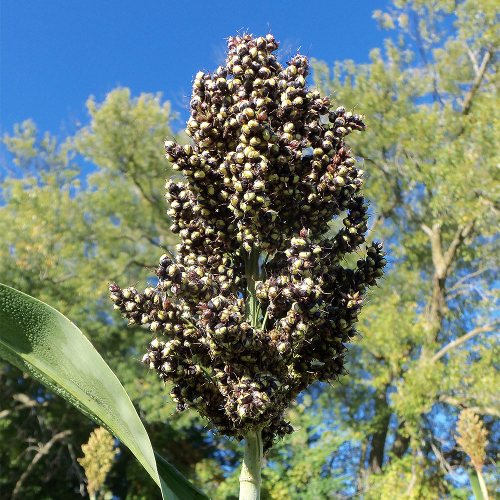 Ames Amber Sorghum