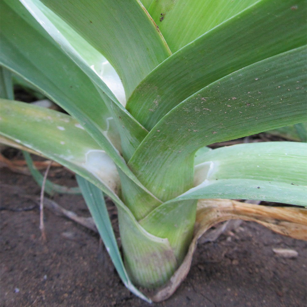 Jaune du Poitou Leek