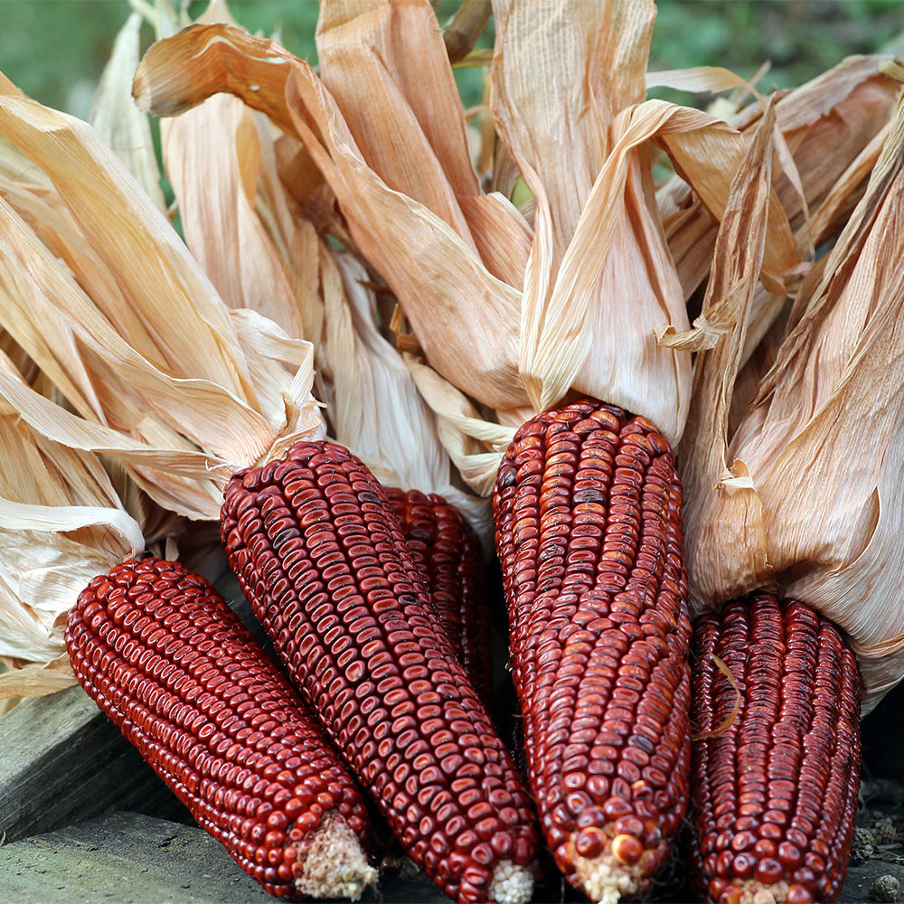 Bloody Butcher, Northern Corn