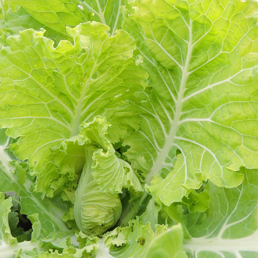 Jernigan Yellow Cabbage Collard