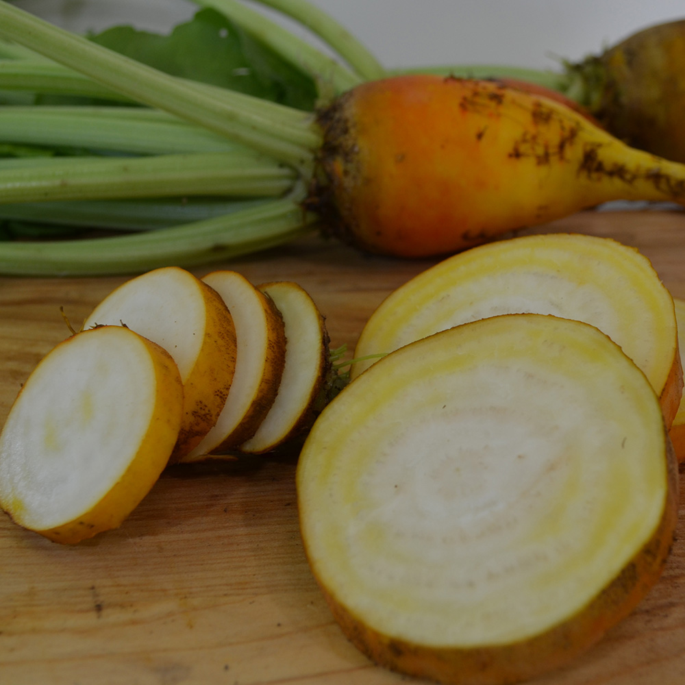 Yellow Intermediate Mangel Beet