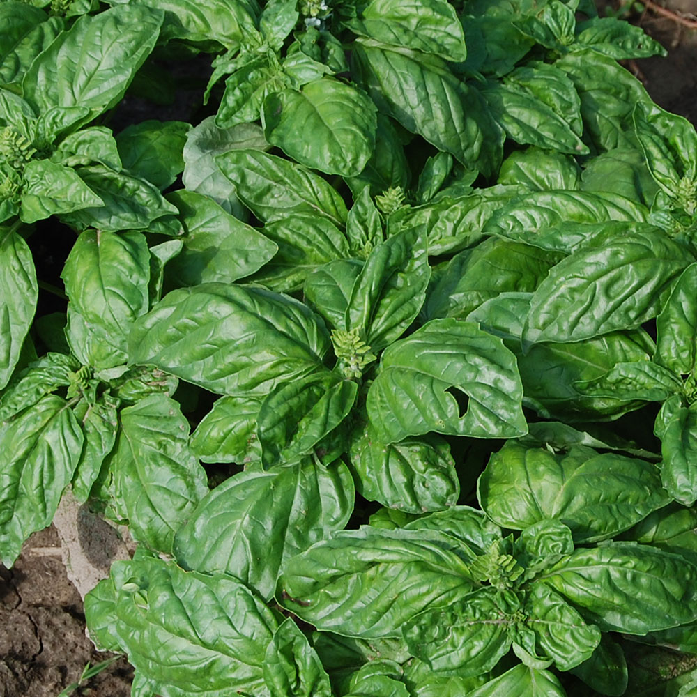 Isle of Naxos Basil