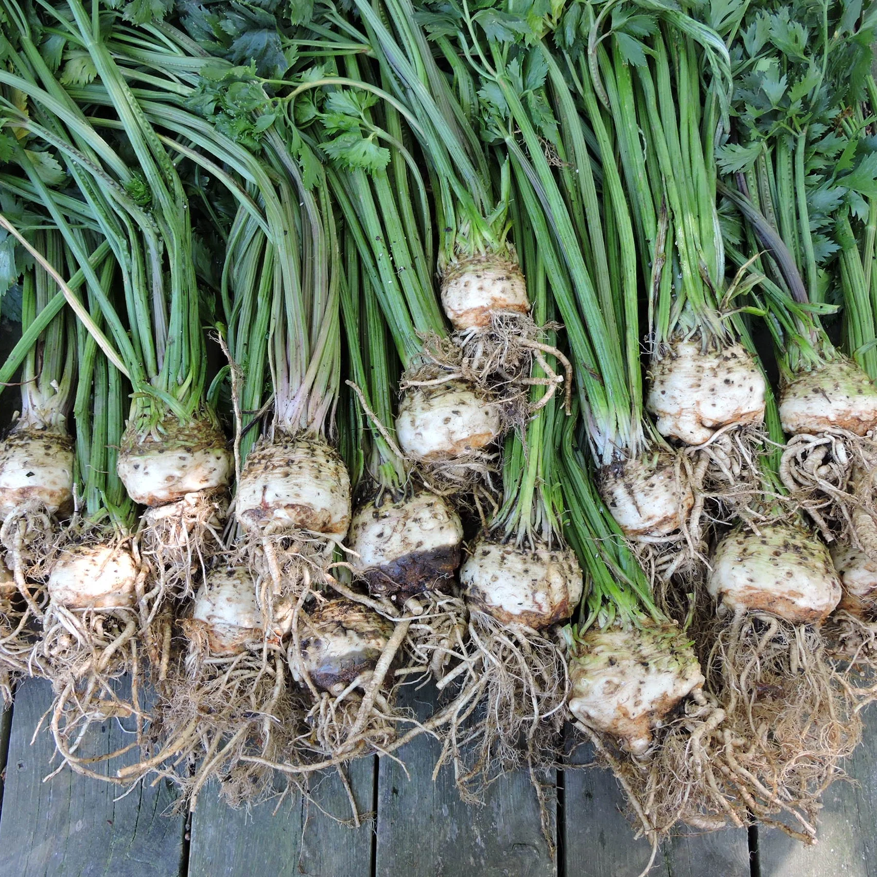 New for 2018, the Monstorpolgi celeriac offers a mild, sweet celery flavor to mashed vegetable dish.