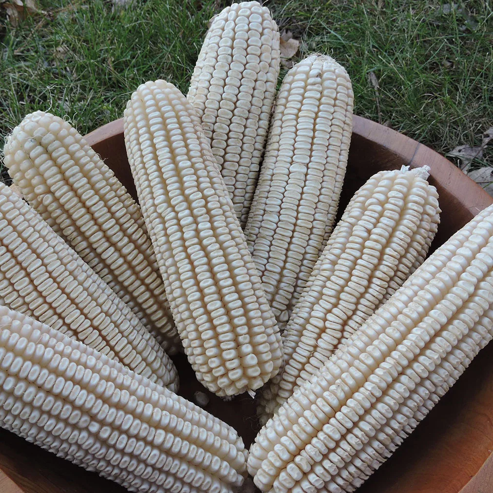 Historic 'Johnson County White' corn was one of five varieties Seed Savers Exchange donated to the Winnebago Tribe of Nebraska to support food security and sovereignty.