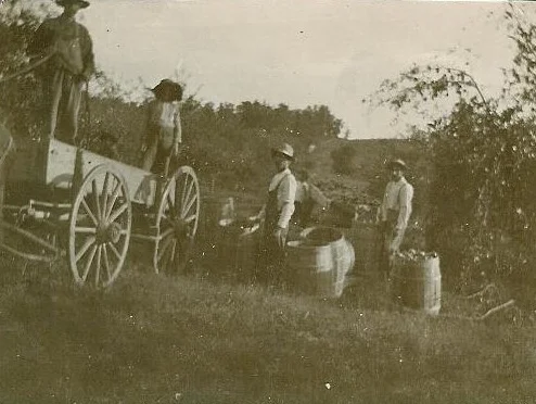 Orchard at Rocky Ridge Farm. Almanzo, middle, during apple picking. (Photo: Courtesy Laura Ingalls Wilder Home and Museum, Mansfield, Missouri)
