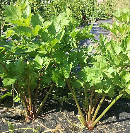 'Giant Pink' celery, shown in the garden of SSE member (and ADAPT participant) Daniel Brisebois.