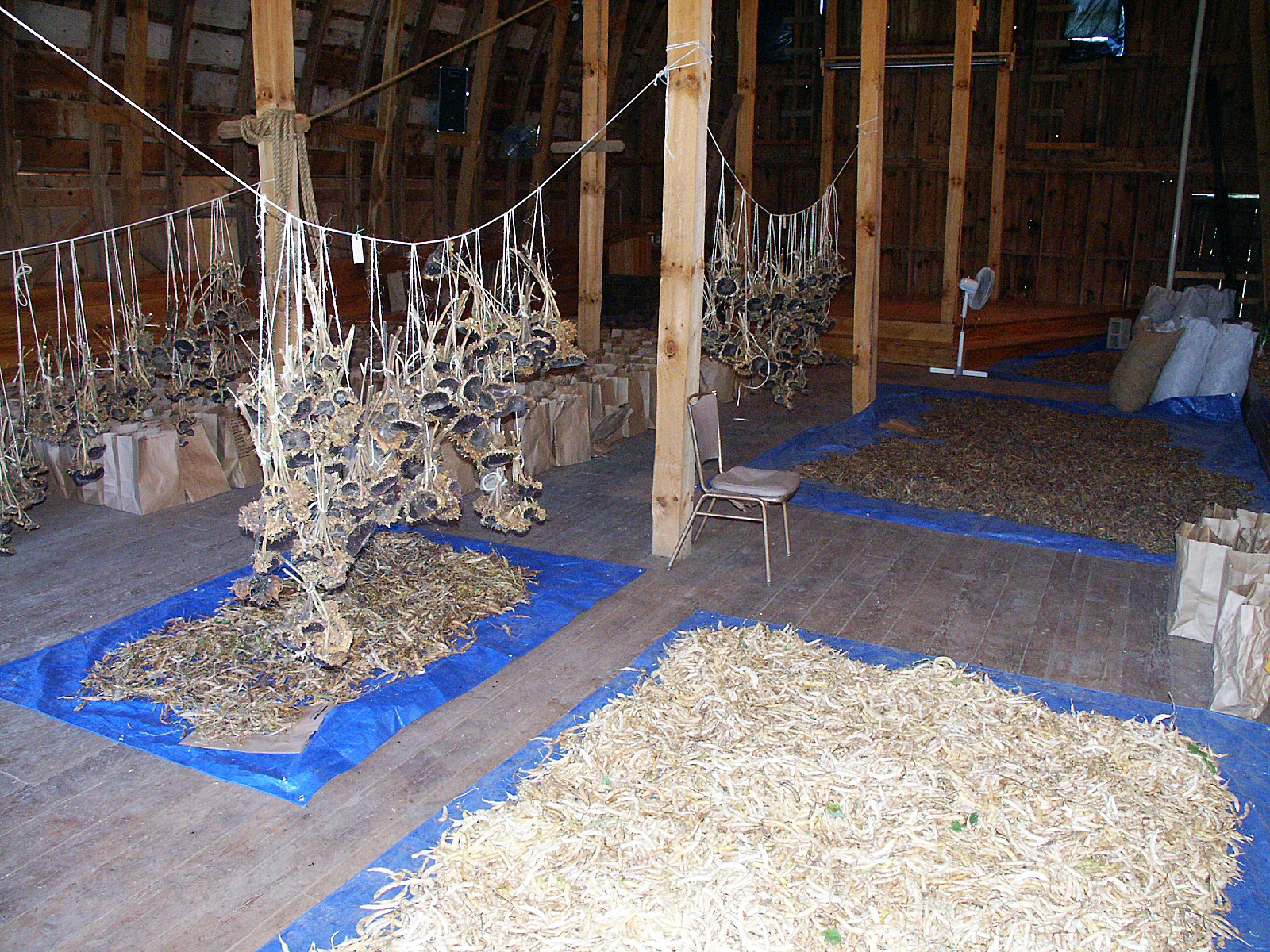 Seeds are hung and laid out for drying in the lower barn at Heritage Farm.
