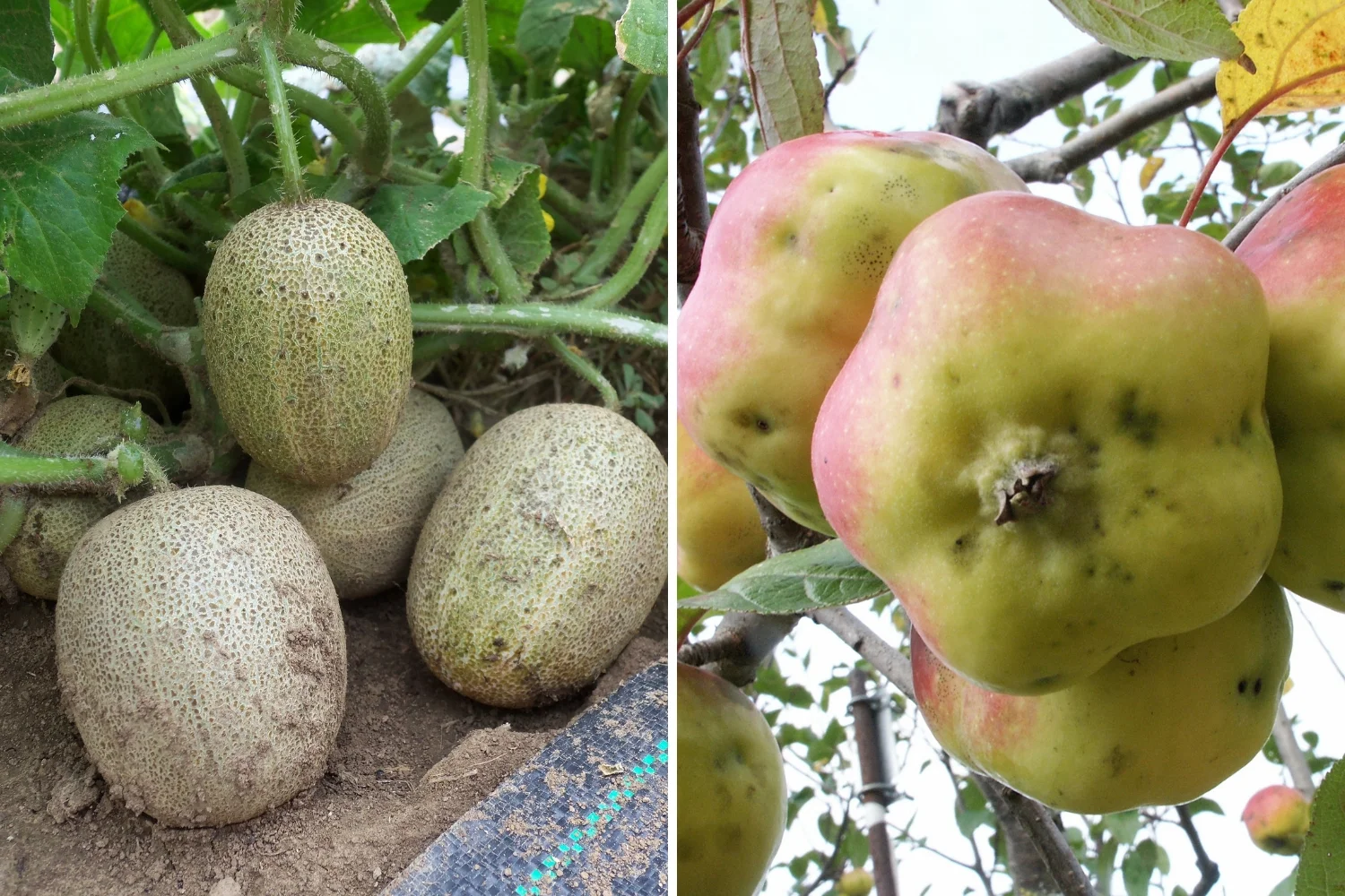 Little Potato, left. Api Etoile, right.