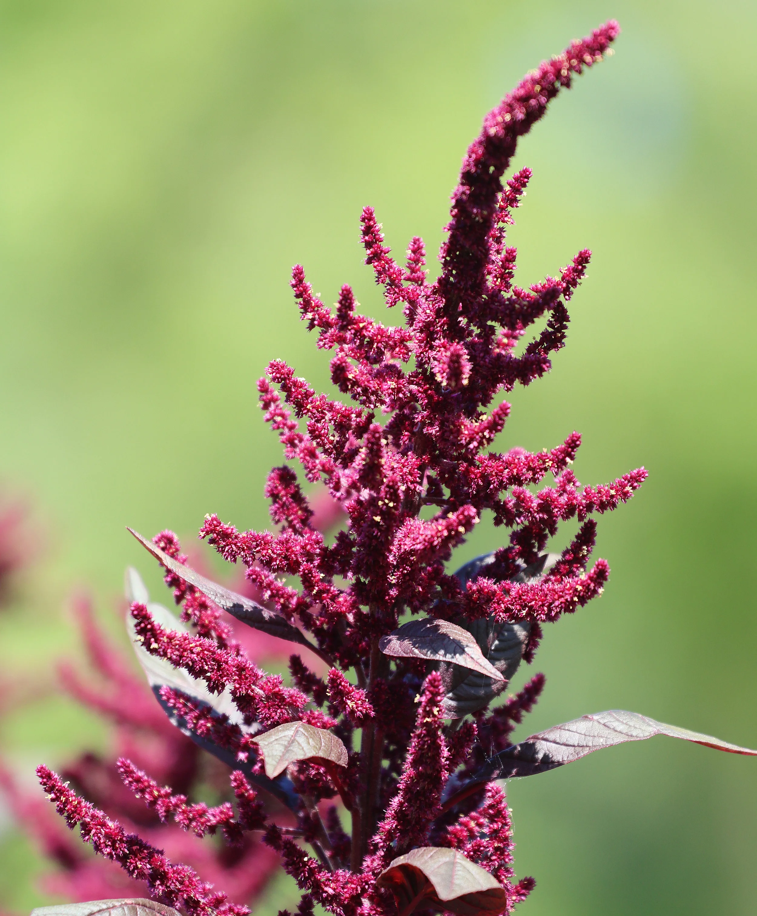 amaranth_hopi_red_dye_CROP.jpg
