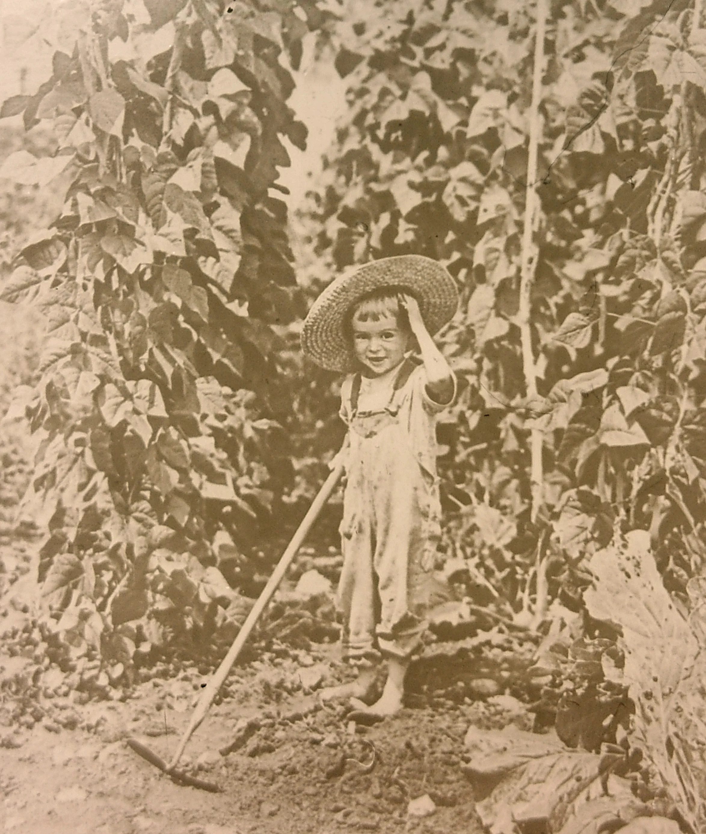 Then just a toddler, Freeland Knight Abbott hoes ‘Connecticut Wonder’ beans in his family’s garden in 1922. The heirloom bean is one of 12 new ‘From the Collection’ varieties now available from Seed Savers Exchange.