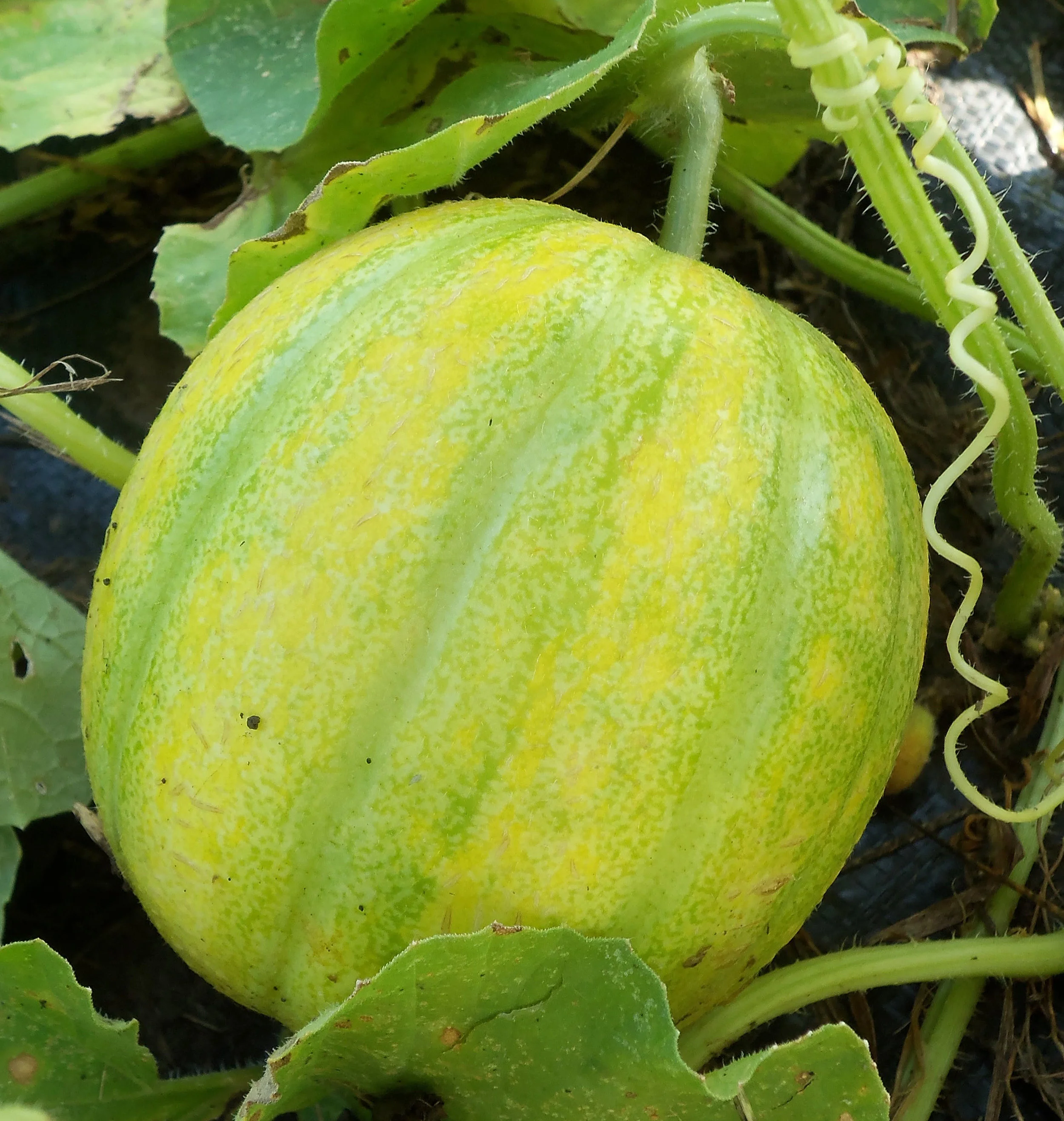‘Gropp Pie Melon,’ grown at Seed Savers Exchange in Decorah.