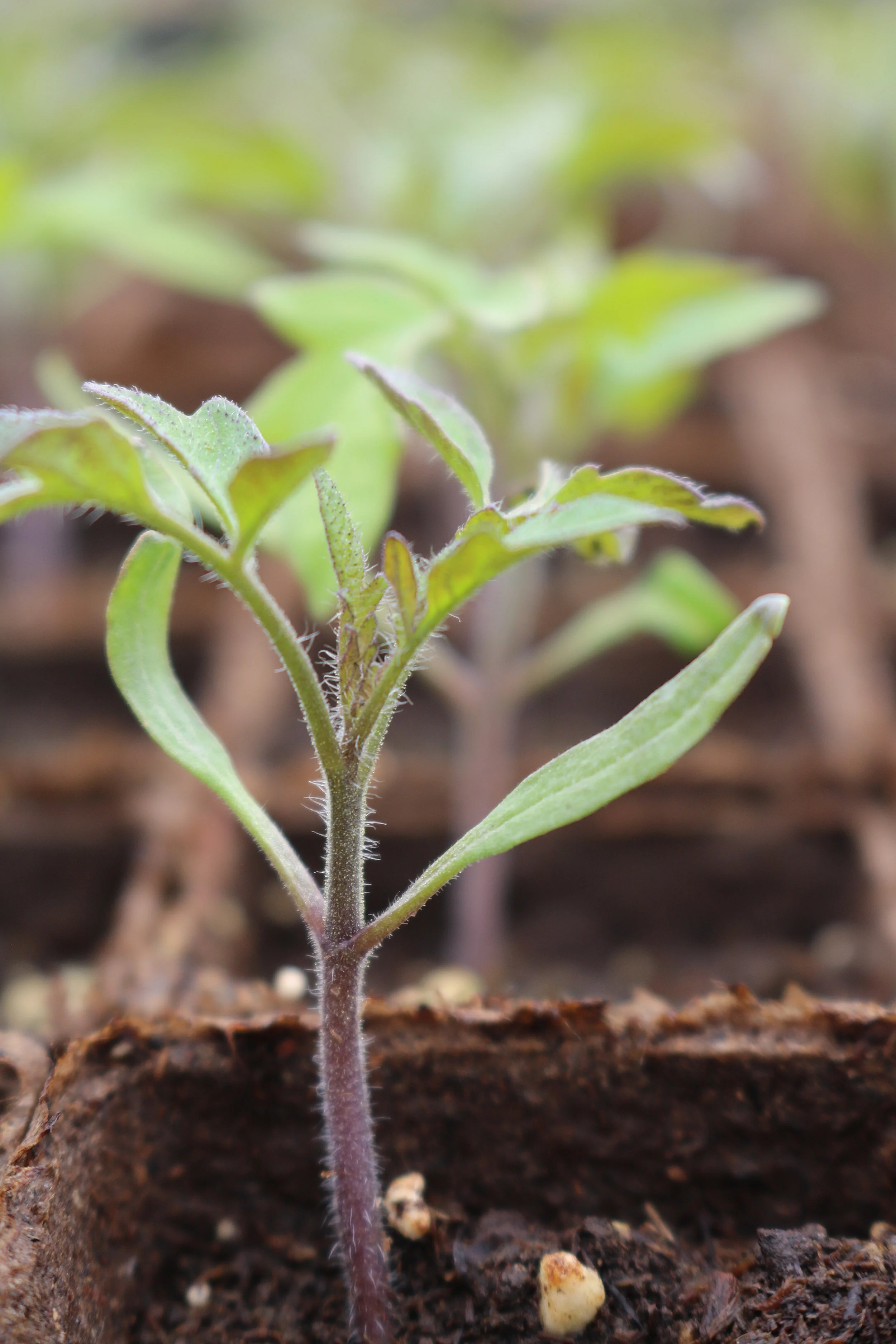 seedling_three.jpg
