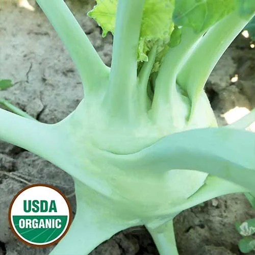 0248-super-schmelz-kohlrabi-organic.jpg