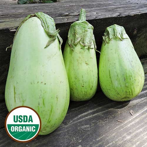 0231-louisiana-green-oval-eggplant-organic.jpg