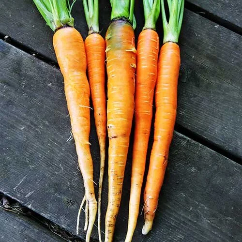 0238-waltham-hi-color-carrot.jpg