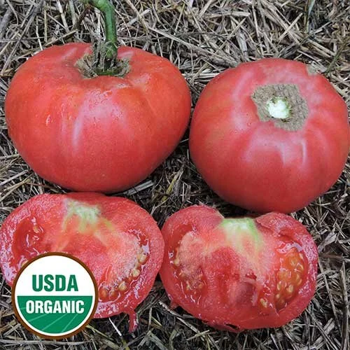 0243-brimmer-pink-tomato-organic.jpg