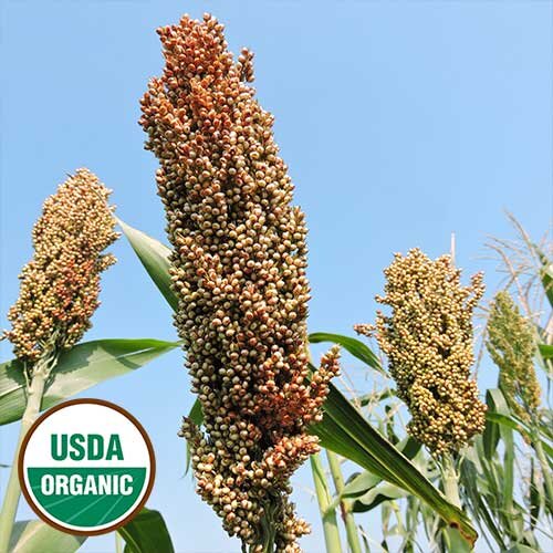 0247-sugar-drip-sorghum-organic.jpg