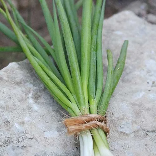 'Minnesota Winter Bunching' onion