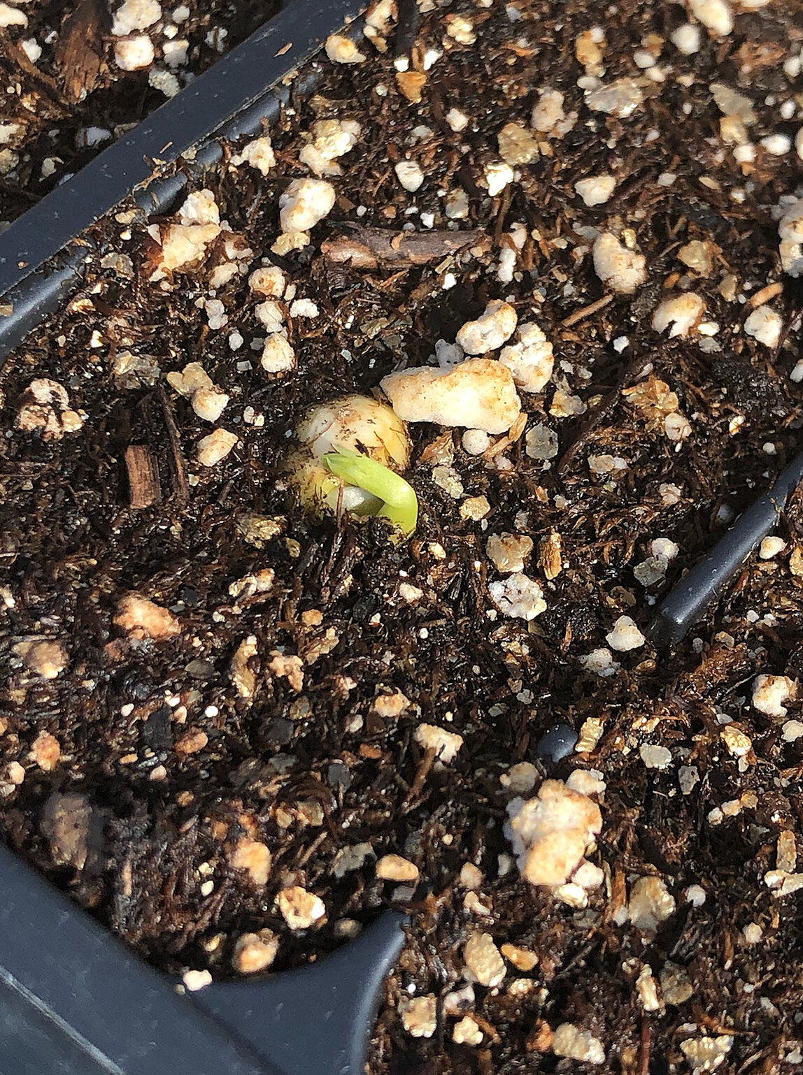 发芽赢家！“Excelsior”是SSE系列的第一个豌豆品种，在温室中发芽。（照片由Sarah Cousins）
