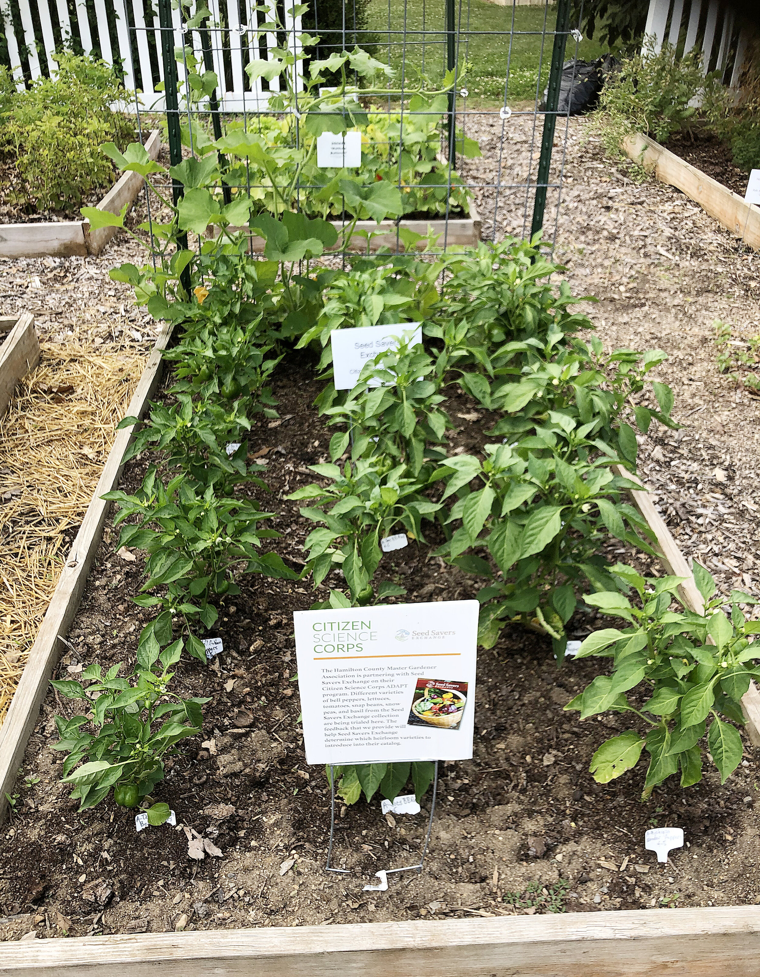种子保存交换收集的品种在一个由公民科学亚博电竞演员队参与者Sue Gregg和汉密尔顿县园艺大师协会的其他成员种植的高架花园中茁壮成长。