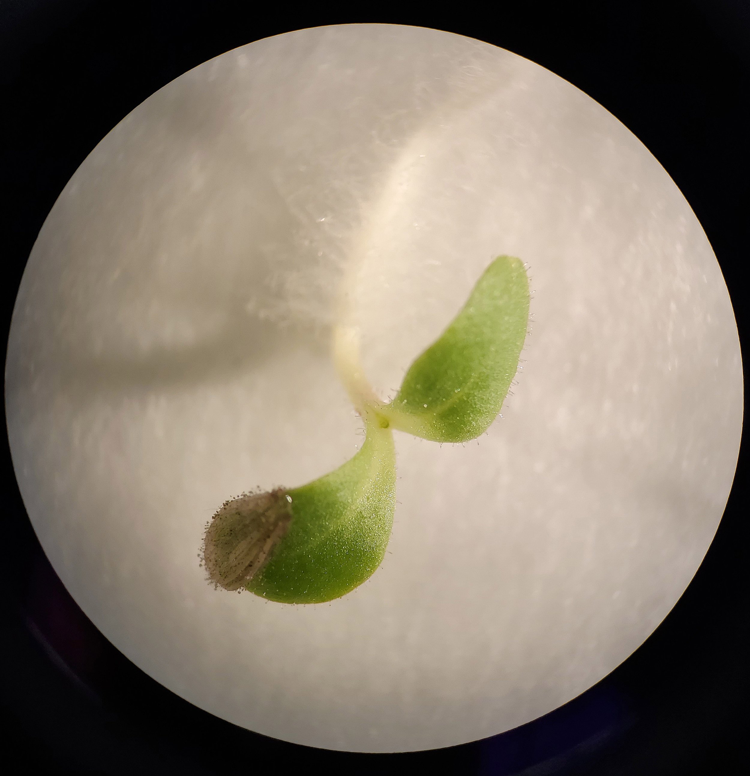 Lettuce seedling under microscope.
