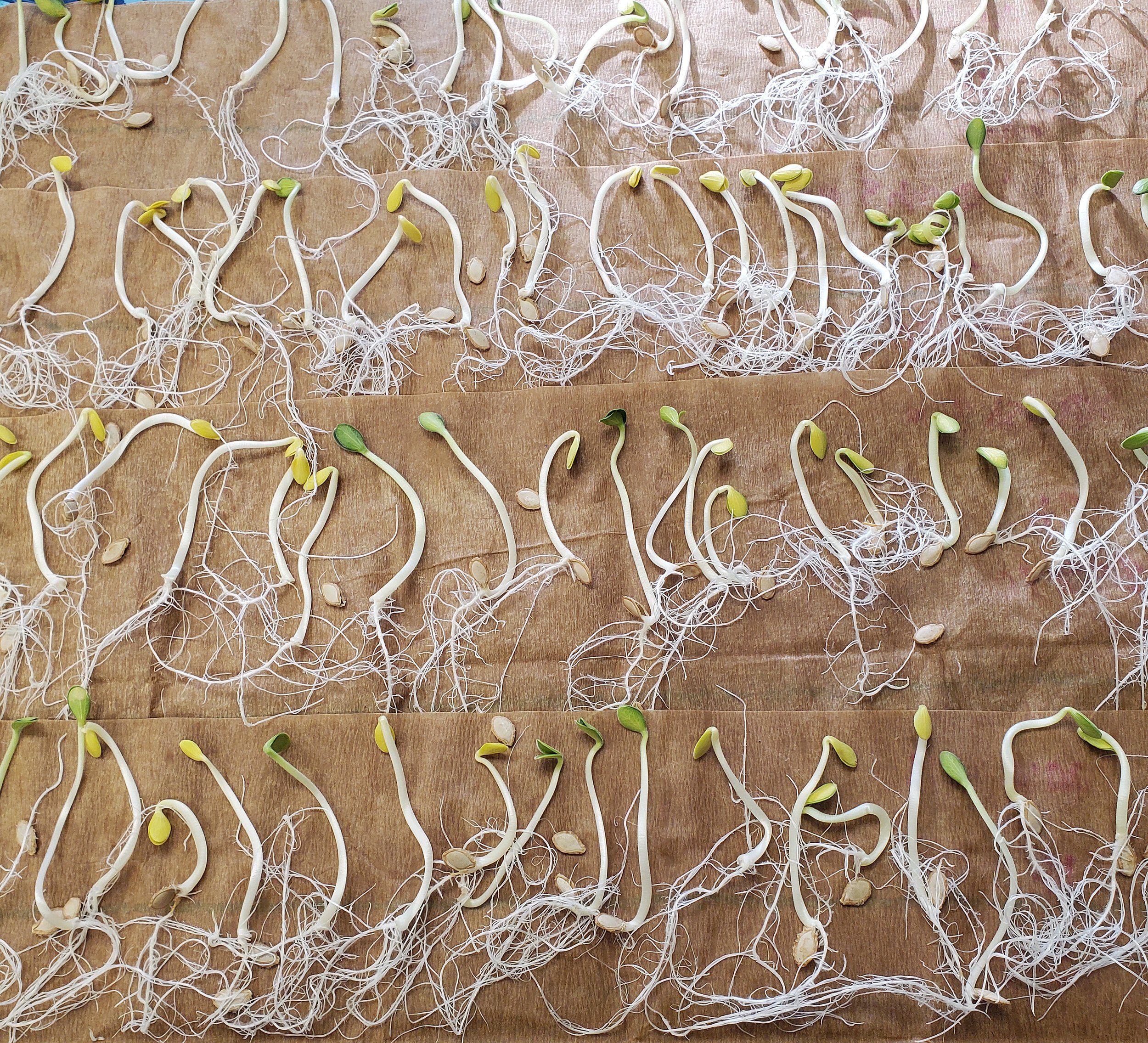 Germinating squash seeds.