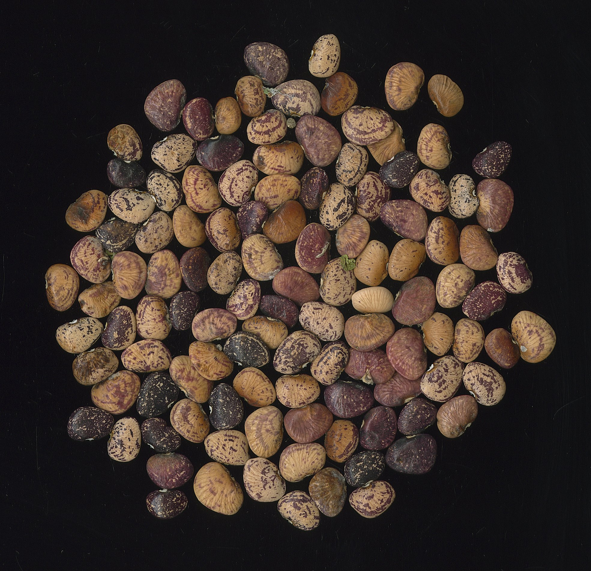 Scan of heirloom lima bean seed.