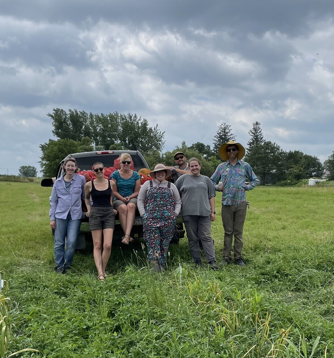 Teamwork was the name of the game at Heritage Farm as members of the SSE preservation, field ops, and marketing teams gathered to harvest garlic from our collection last week. Once harvested from the field, the garlic plants are placed in a cool, dry
