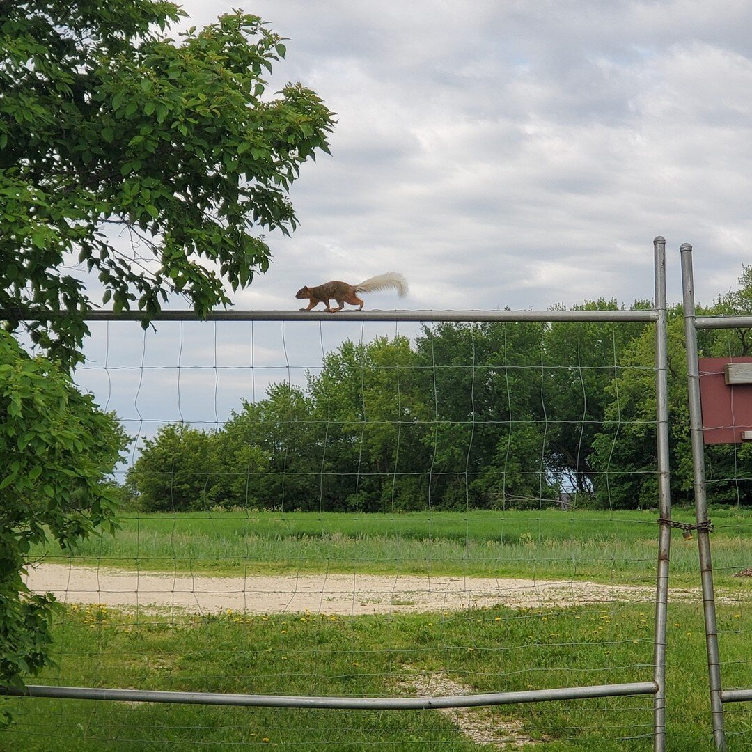 Spotted recently at Seed Savers Exchange&rsquo;s Heritage Farm: the elusive white-tailed squirrel! During a 2012 interview with Iowa Public Radio, Vince Evelsizer, an Iowa DNR biologist, speculated that the white tail is a rare genetic trait that has